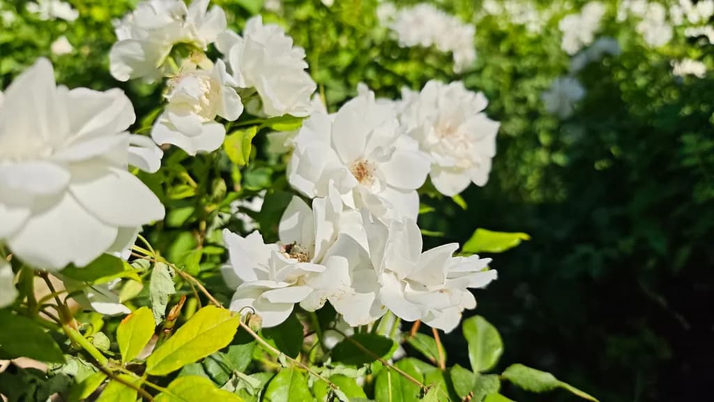نمونه عکس شیائومی ۱۵ - دوربین اصلی ۲