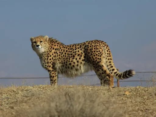 پایداری ایرانسل در حفاظت از آخرین بازماندگان یوز ایرانی