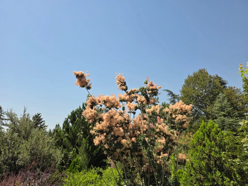 دوربین اصلی گوشی گلکسی اس ۲۵ اج