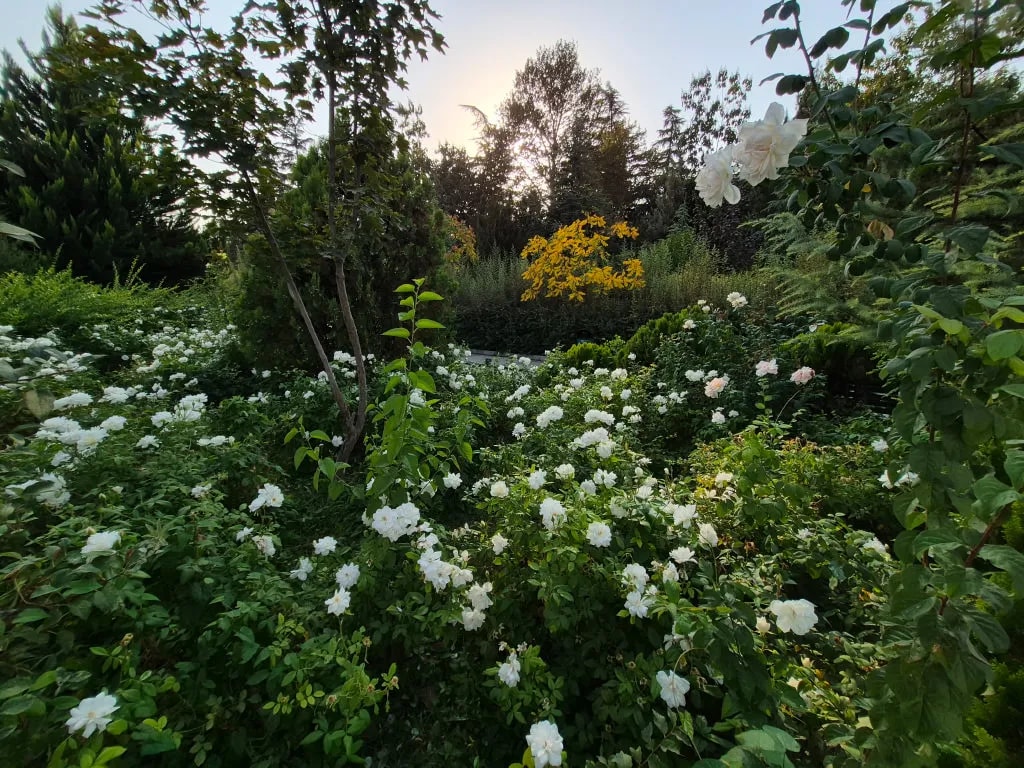 نمونه گرفته شده با دوربین اصلی گوشی Galaxy S25 FE 