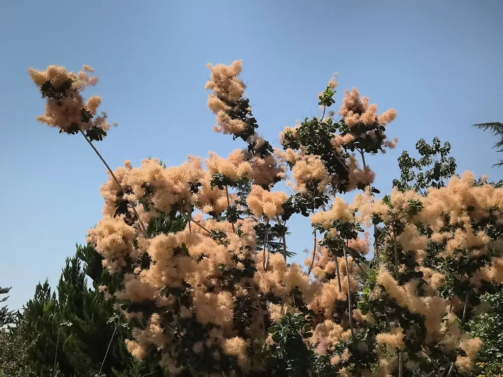 دوربین اصلی گلکسی زد فلیپ ۷