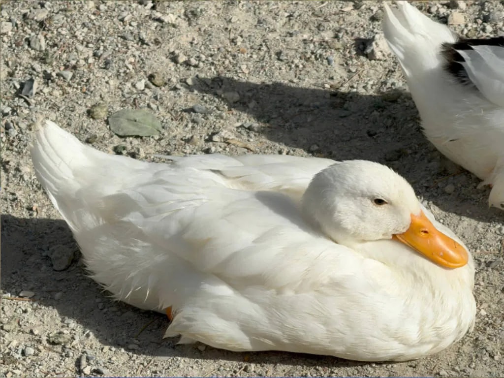 عکس گرفته شده با دوربین تله‌فوتو آیفون ۱۷ پرو