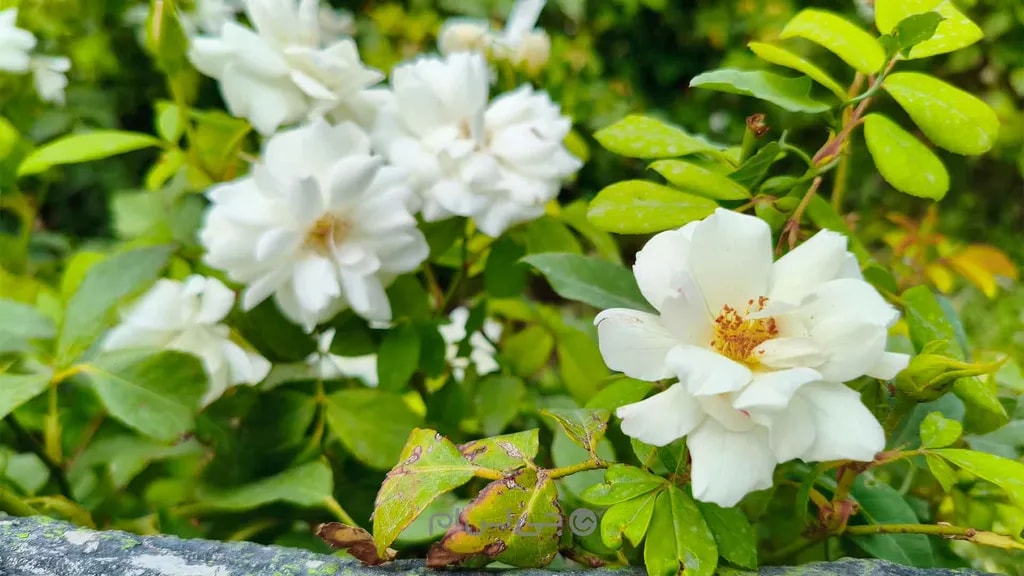 نمونه تصویر ۴ دوربین اصلی پوکو ایکس ۷ پرو