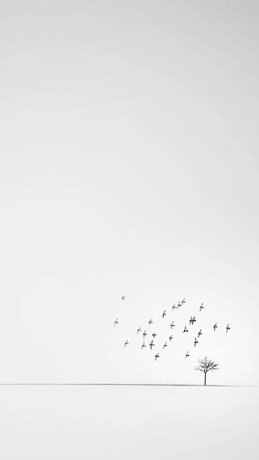 والپیپر پرواز پرنده