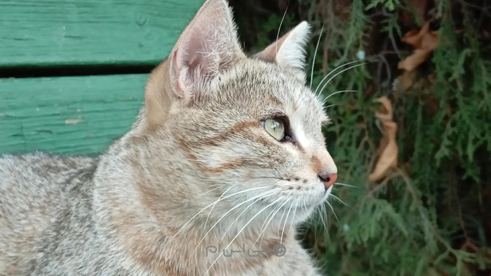 عکس پرتره گوشی آنر ایکس ۶ سی