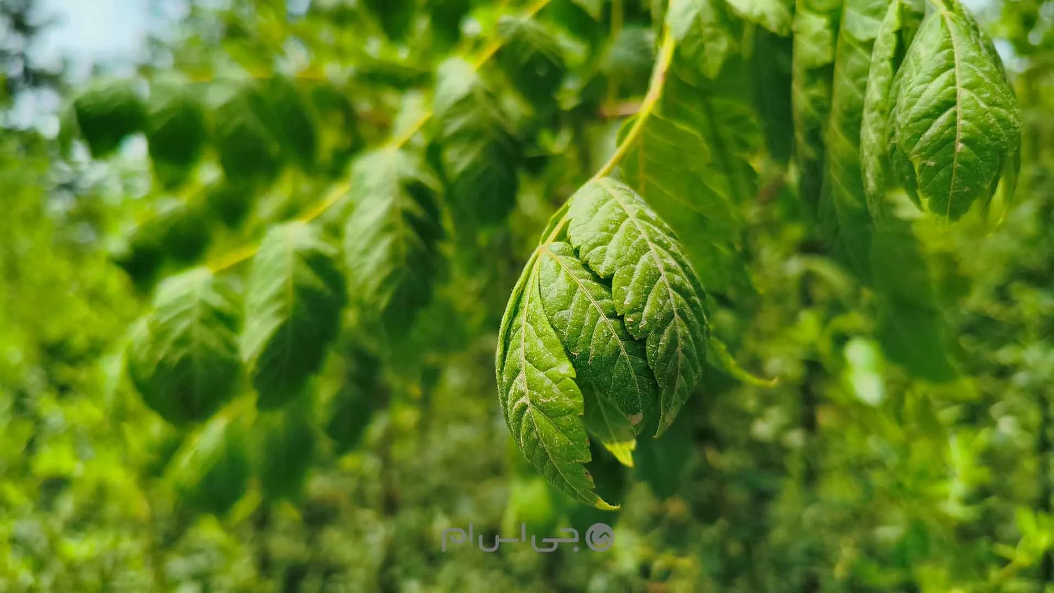 نمونه تصویر ۱ دوربین اصلی پوکو ایکس ۷ پرو