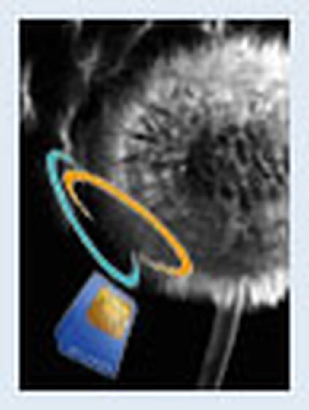 قاصدک و امین در انتظار دریافت مجوز