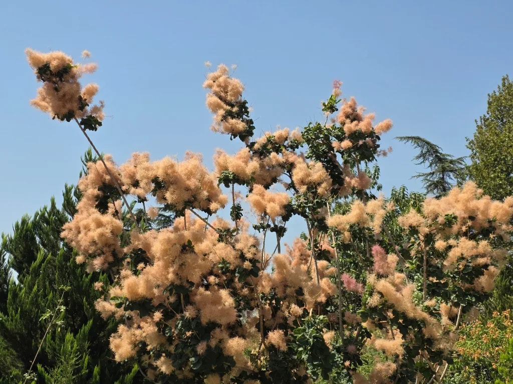 زوم دو برابر گوشی گلکسی اس ۲۵ اج