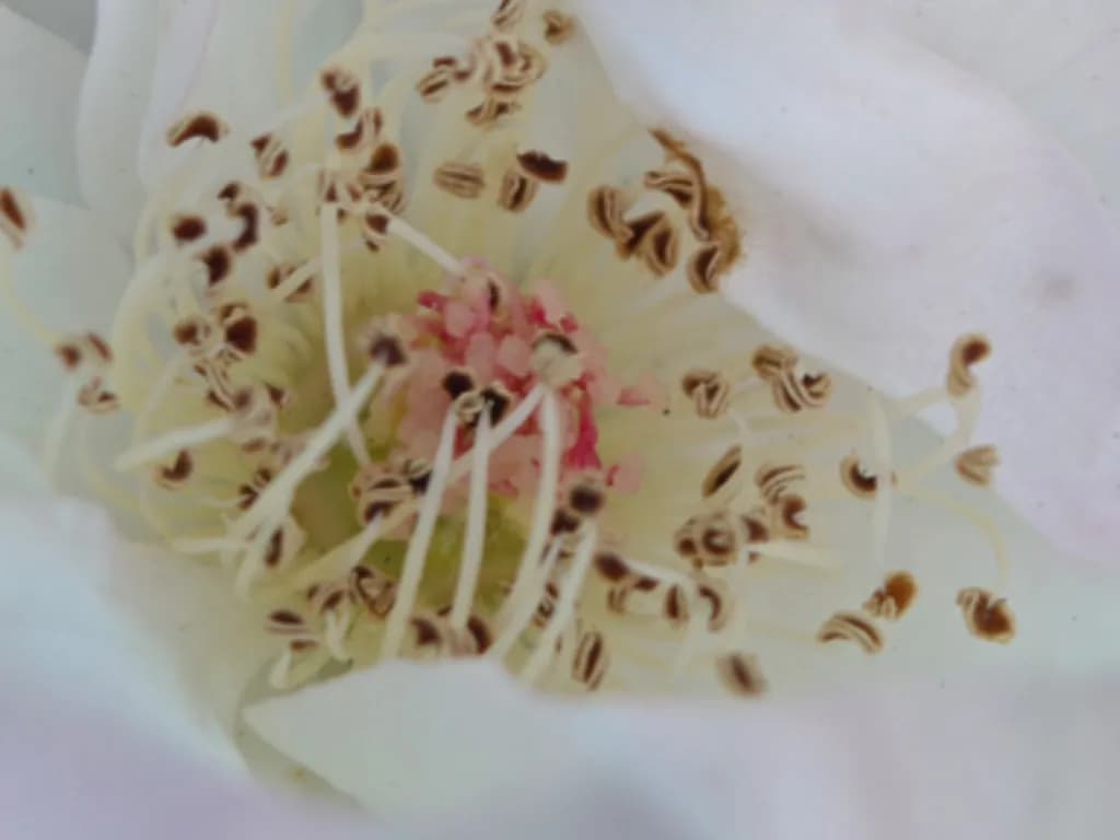 ماکروی گرفته شده با دوربین ناتینگ فون ۳