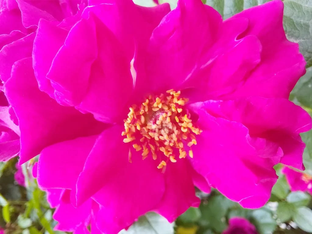 سمپل ۶ گوشی سامسونگ گلکسی A36