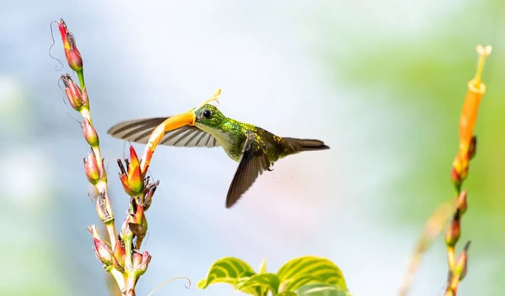تصویر 7. عکس این مرغ مگسخوار با سرعت شاتر بالا ثبت شده است.