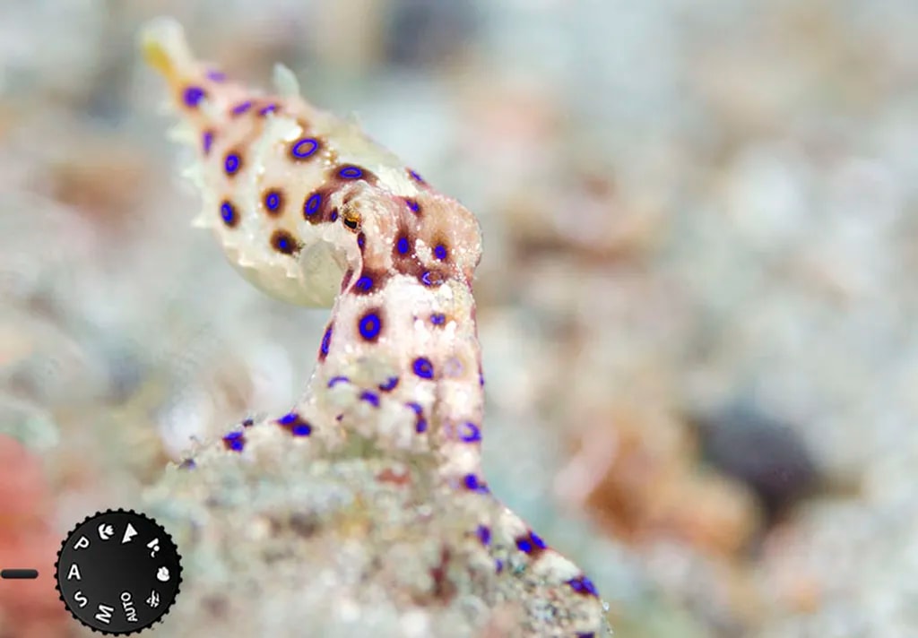 عکس 4. اگر میزان گشودگی دیافراگم برای عکاس مهم است، میتواند حالت عکاسی را روی اولویت دریچه دیافراگم تنظیم کند. مثلا برای مات کردن پسزمینه (مثل این عکس) باید روزنه دیافراگم را تا حد خاصی باز کنیم تا عمق میدان کاهش یابد. تنظیم باقی موارد را میتوان به دوربین سپرد. (تنظیمات دوربین برای این عکس: دیافراگم f/5، سرعت شاتر 1/255 ثانیه، ایزو 400؛ عکس از divephotoguide.com)