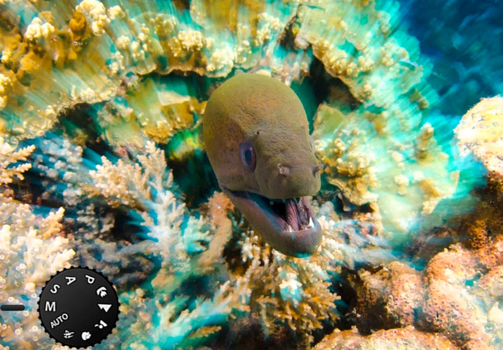 عکس 7. حالت عکاسی دستی دست عکاس را باز میگذارد تا نوآوری بیشتری به خرج دهد. مثلا عکاسِ این عکس، هم سرعت شاتر را کاهش داده و روزنه دیافراگم را تنگ کرده است و ضمن بهرهگیری از فلاش چشمکزن، پسزمینه را مات و صحنه را طوری جلوه داده است که گویی ماهی با سرعت بهسمت دوربین میجهد. (تنظیمات دوربین برای این عکس: دیافراگم f/14، سرعت شتر 1/5 ثانیه، ایزو 400؛ عکس از divephotoguide.com)