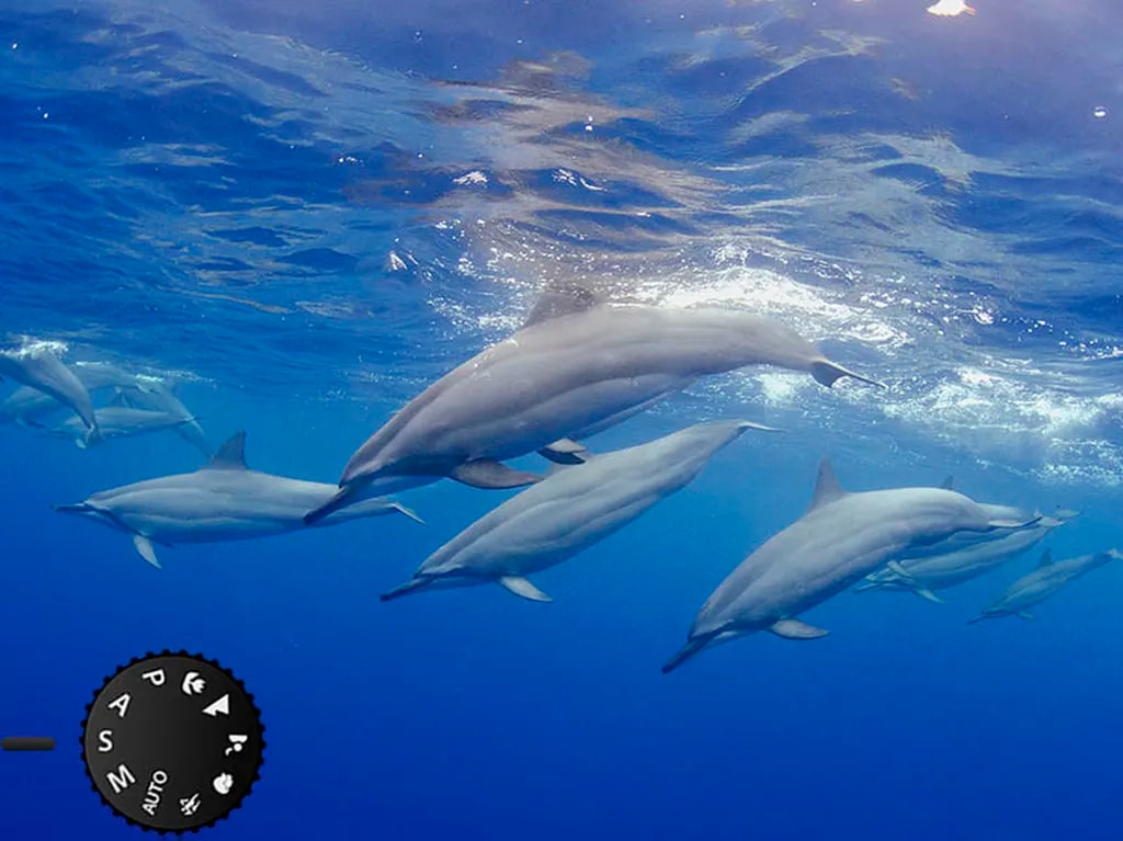 عکس 5. دلفینها جانوران چابکی هستند. پس باید سرعت شاتر را آنقدر افزایش دهیم تا بتوانیم حرکتشان را اصطلاحا منجمد (freeze) کنیم وگرنه در عکس تار میافتند. در چنین مواقعی عکاس میتواند دوربین را روی حالت اولویت شاتر تنظیم کند تا تعیین سرعت شاتر دست خودش باشد. در اینصورت، دوربین باقی موارد شامل دیافراگم و ایزو را براساس سرعت شاتر منتخبِ عکاس تنظیم میکند. (تنظیمات دوربین برای این عکس: سرعت شاتر1/500 ثانیه، دیافراگم f/7.1، ایزو 400؛ عکس از divephotoguide.com)