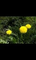 Description: HTC One V