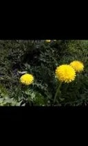 Description: HTC One V