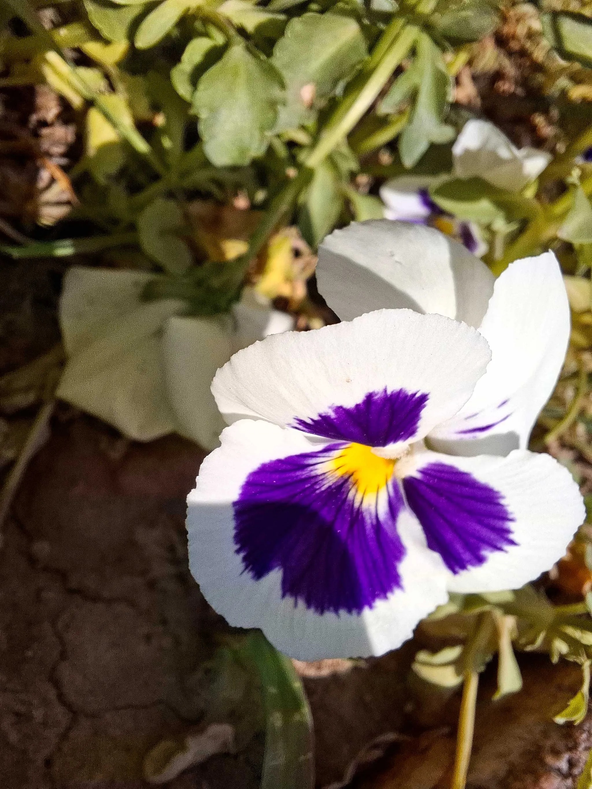 دوربین ماکرو A56 سامسونگ