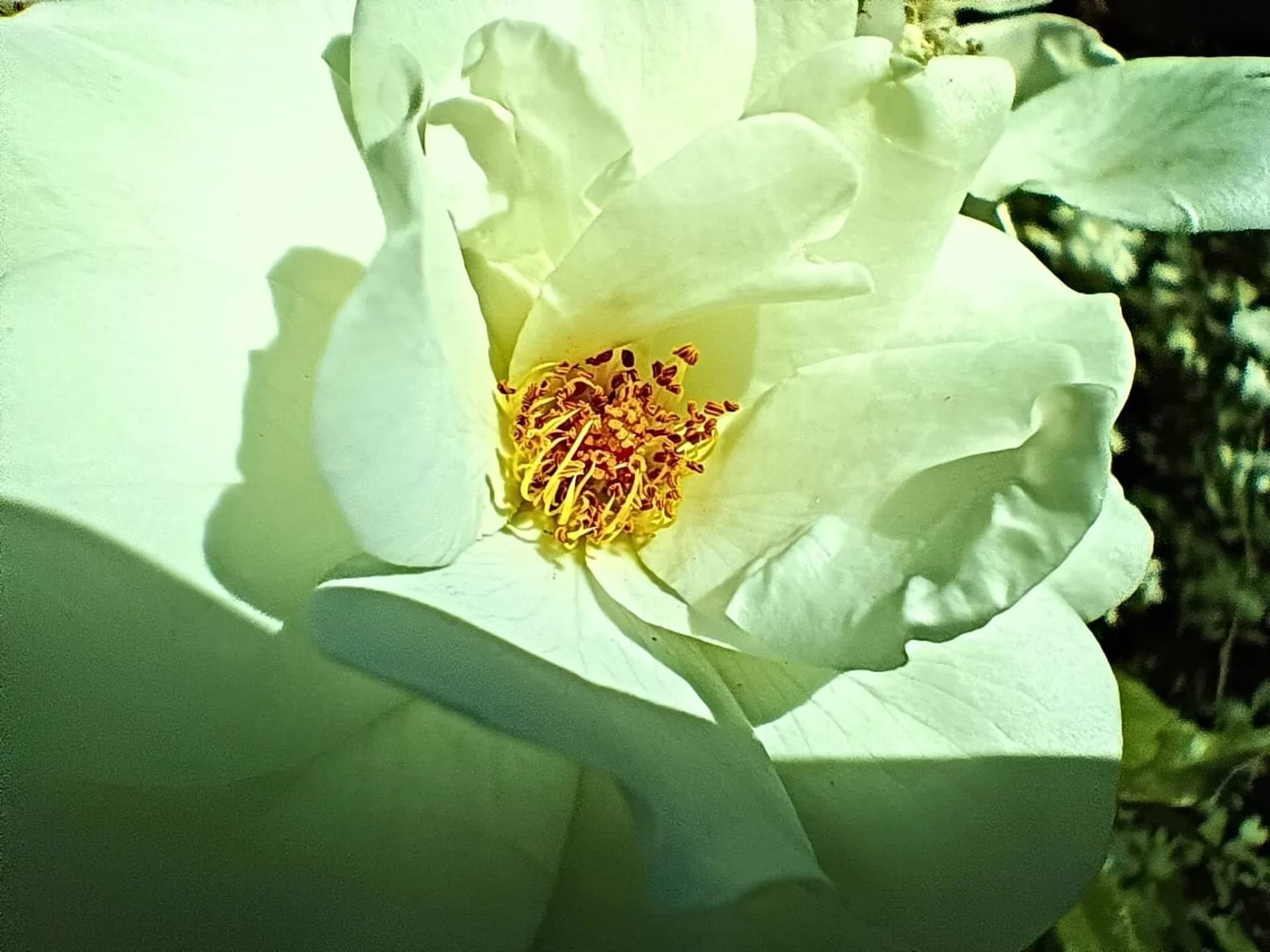 دوربین ماکرو گوشی داریا باند ۲ لایت