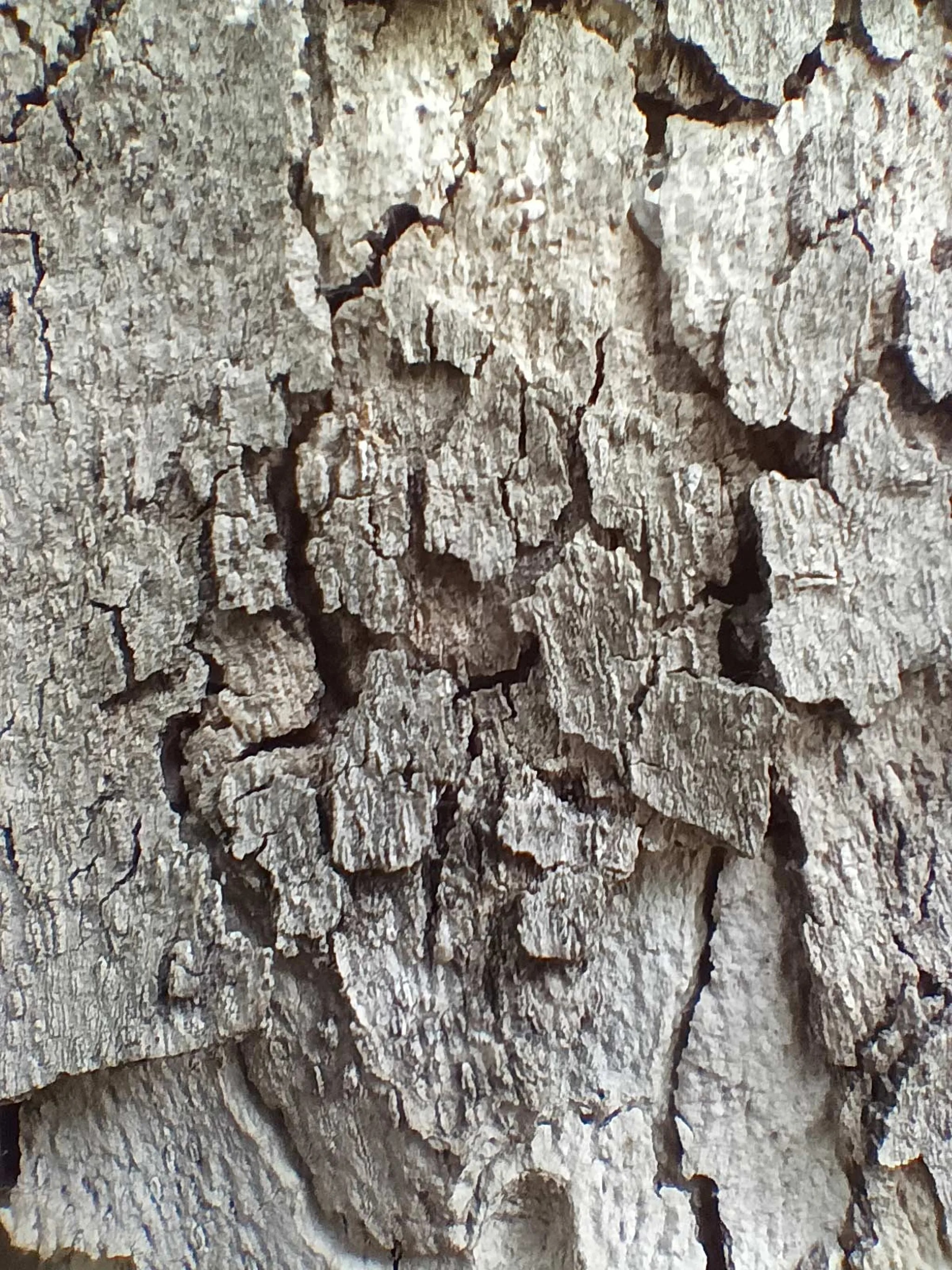 دوربین ماکرو