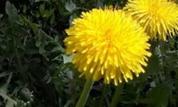 Description: HTC One V