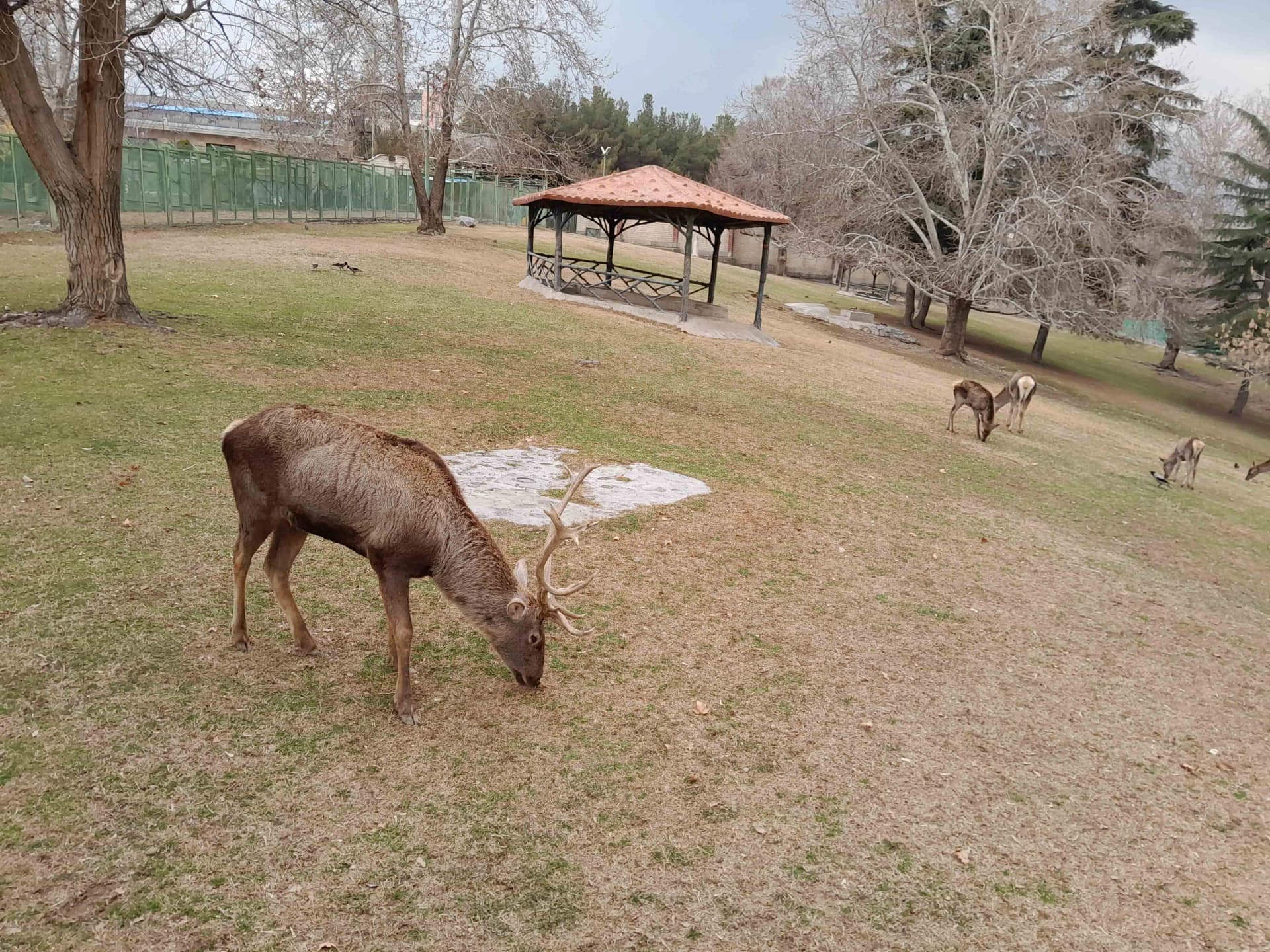 عملکرد نهچندان خوب در زوم  با گوشی گلکسی A14 در تست گوشی