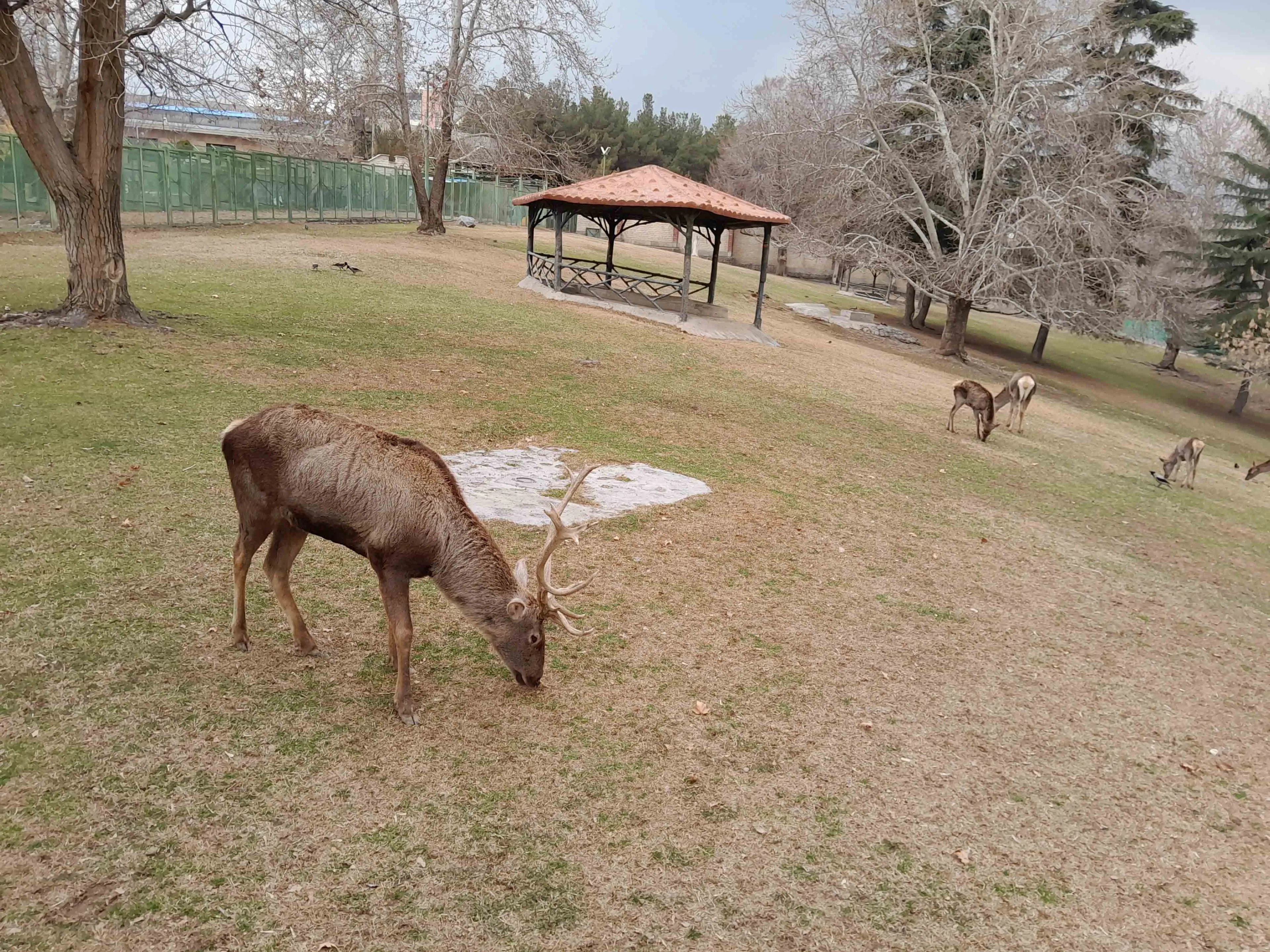 عملکرد نهچندان خوب در زوم با گوشی گلکسی A14 در تست گوشی