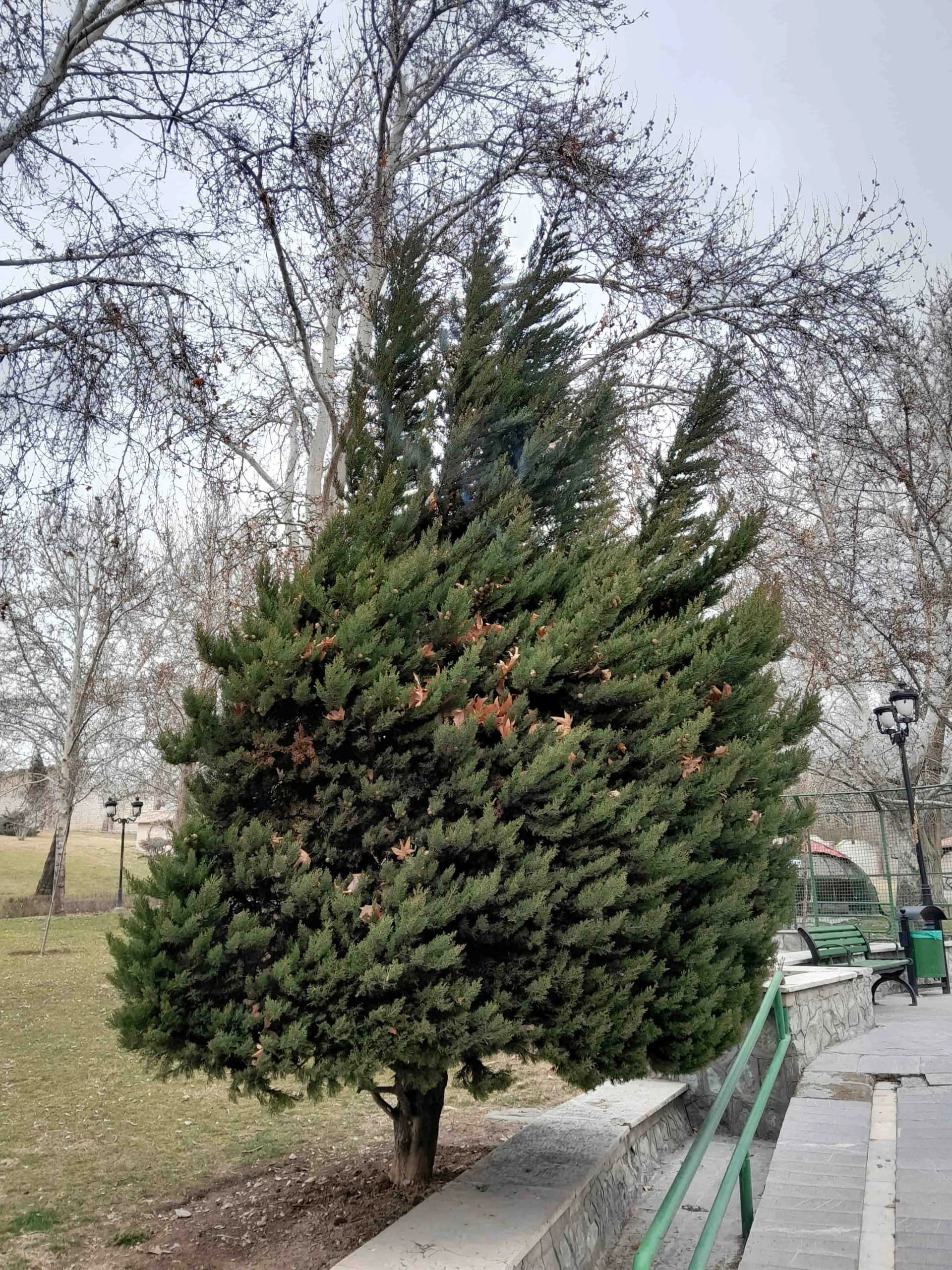 ثبت تصویر با سنسور دوربین اصلی galaxy a14