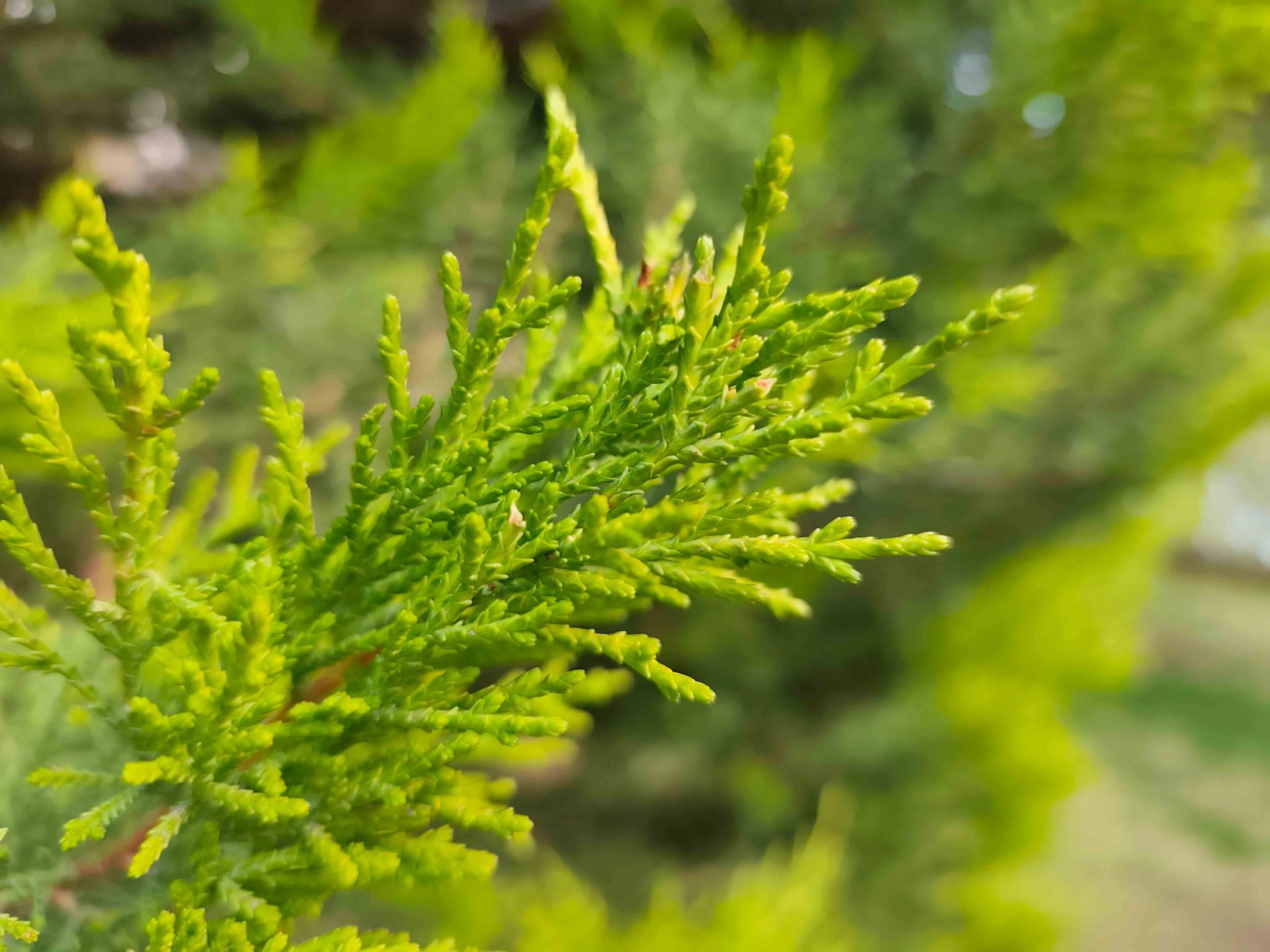 عکس دوربین تلهفوتو با گوشی ردمی نوت ۱۴ پرو پلاس