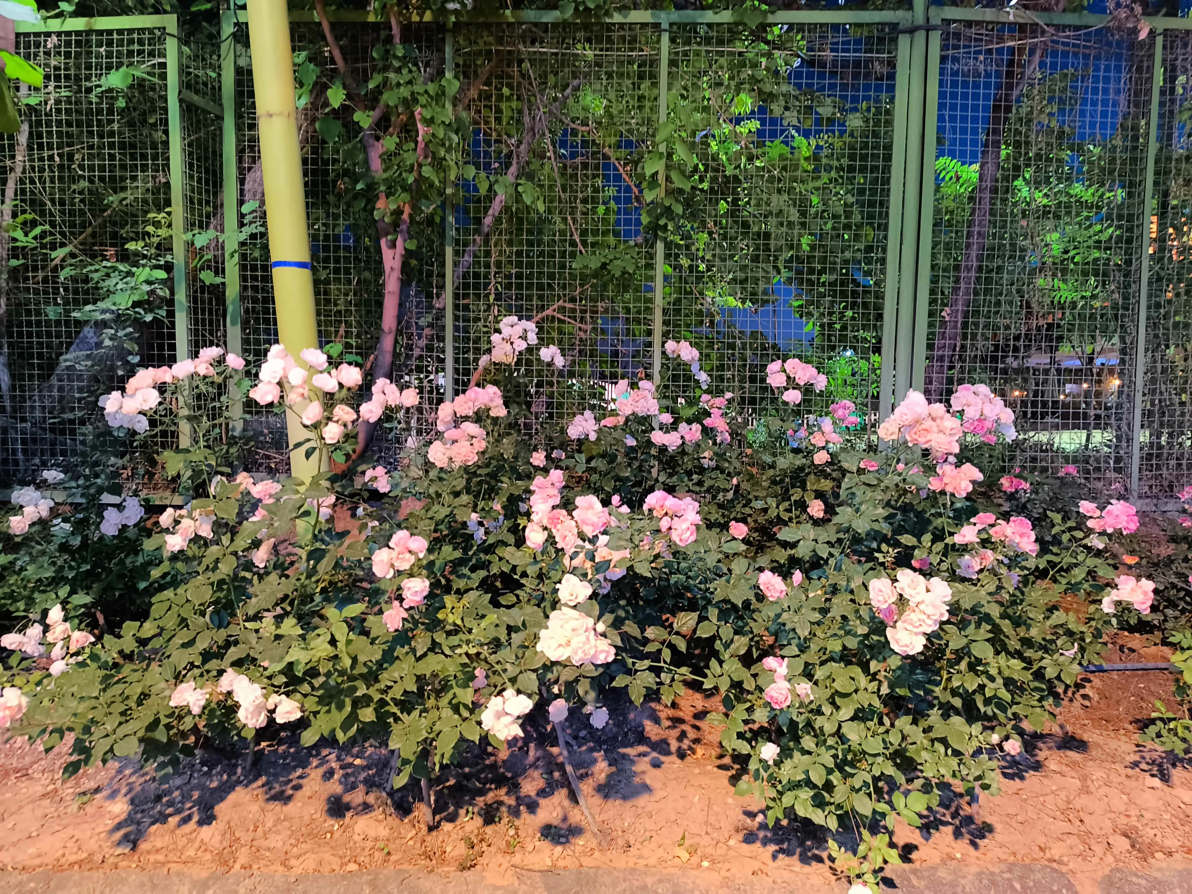 عکس شب دوربین اصلی گوشی داریا باند ۲-۱